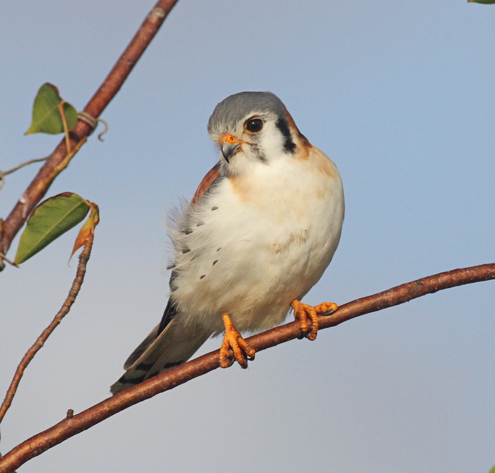 American Kestrel