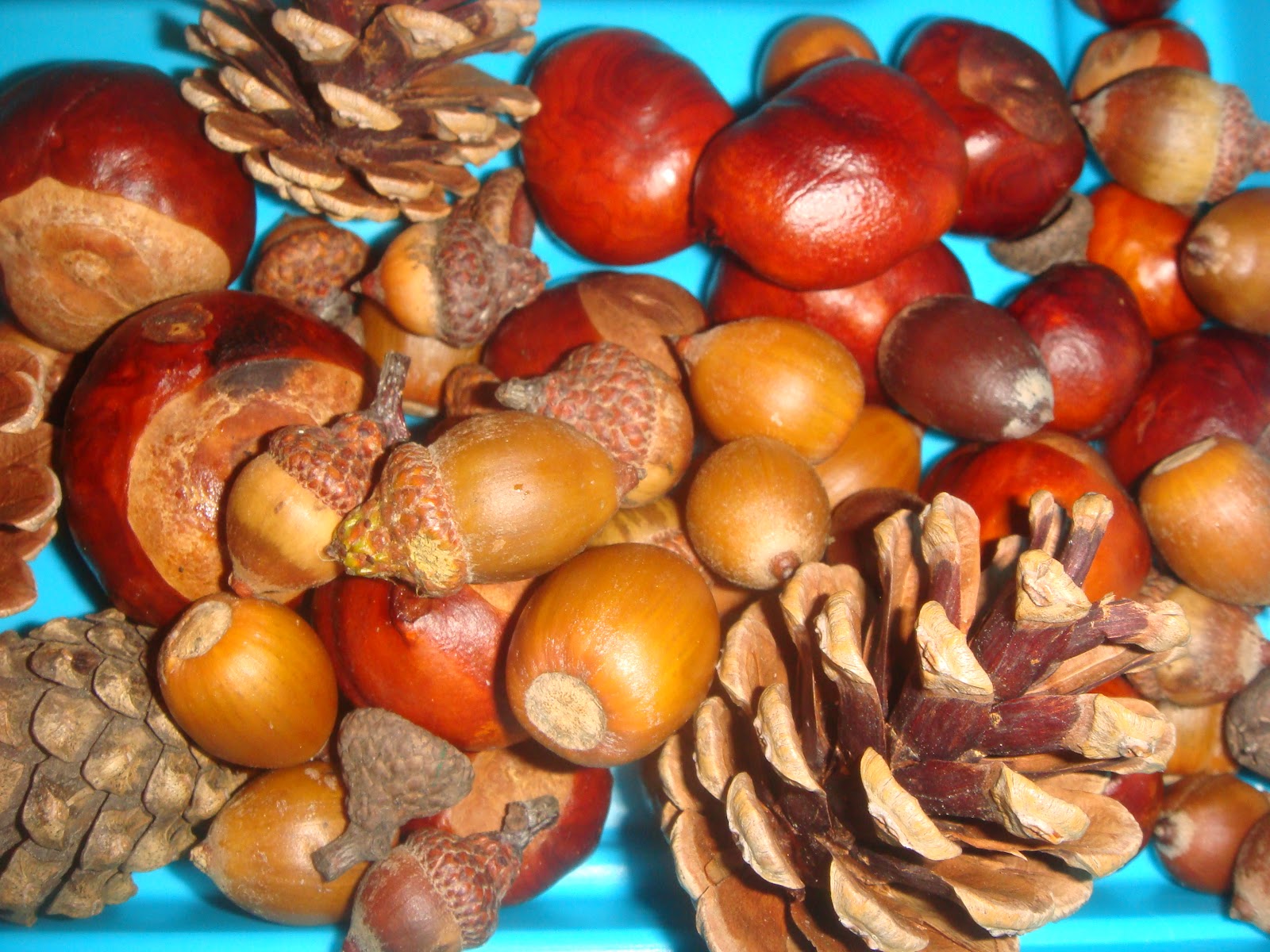Собирают спелые орехи желуди дикие фрукты. Шишки желуди орехи. Природные материалы. Природный материал для поделок. Природный материал шишки.