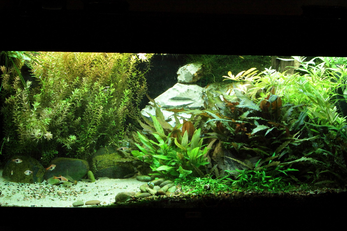S C V Aquascaping Ideas South East Asia Biotope Ii Juwel Rio