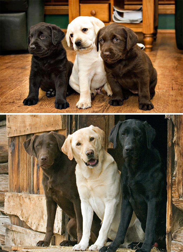 50 Heart-Warming Photos of Animals Growing Up Together - Best Buddies For Life 50 Heart-Warming Photos of Animals Growing Up Together - Best Buddies For Life