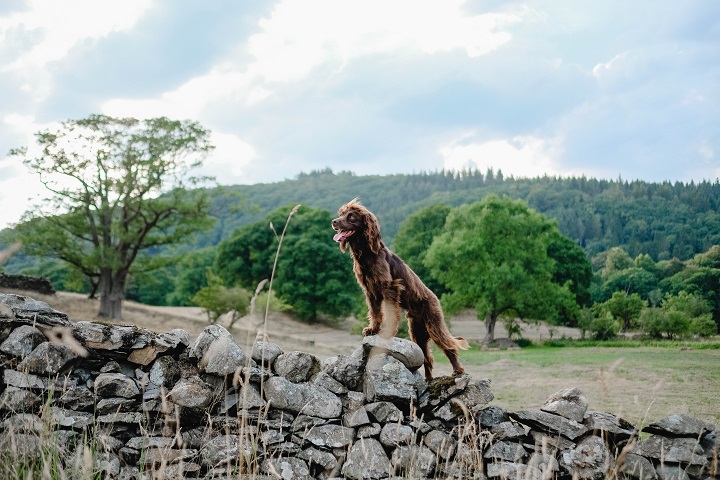 Dog Friendly Guide to The Lake District