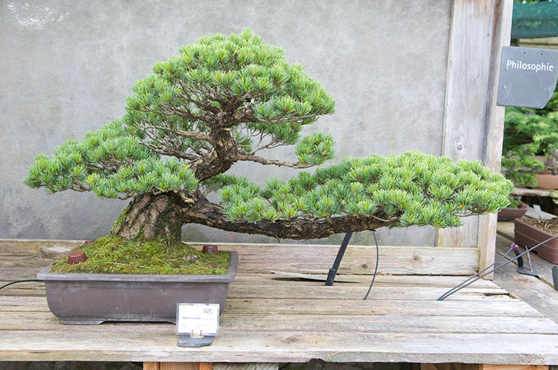 Walter Pall Bonsai Adventures visiting Werner Busch and the Bonsaimuseum in Dusseldorf, Germany.