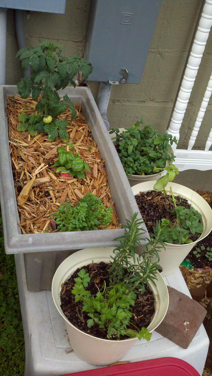 Junkyard Gardening Starting the Junkyard Garden