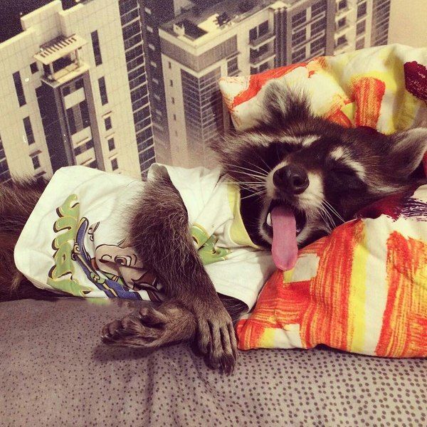 Funny animals of the week - 18 November 2016, best cute animal photos, funny animal images, adorable animal