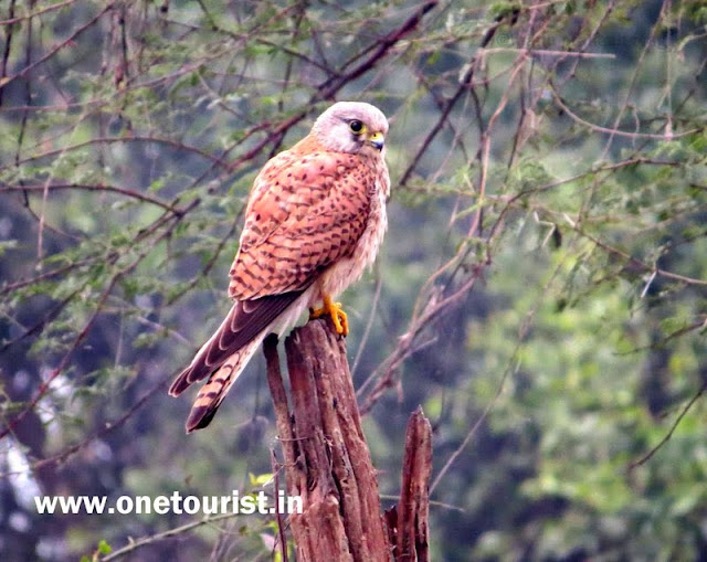 bharatpur bird sanctuary ,ghana , rajasthan , केवलादेव नेशनल पार्क , घाना , राजस्थान 