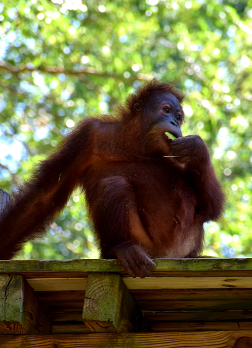 Orangutan | Zoo Atlanta | Photo: Travis S. Taylor
