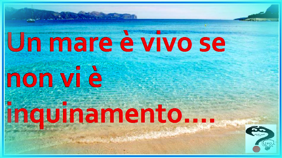 Perche L Inquinamento Causato Dalla Plastica Nei Mari