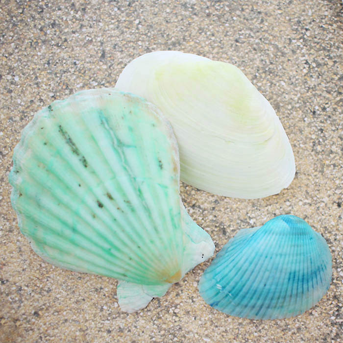 How to Dye Seashells Gina Michele