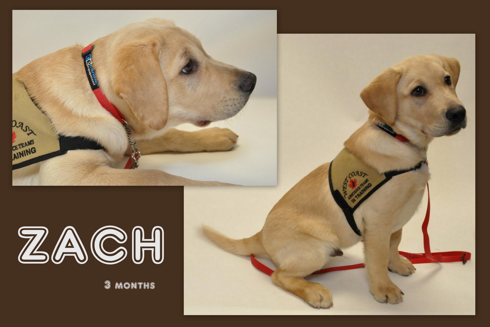 Windara Labrador Retrievers WEST COAST Service Dogs And Now NEW Windara Labrador Retrievers WEST COAST Service Dogs And Now NEW