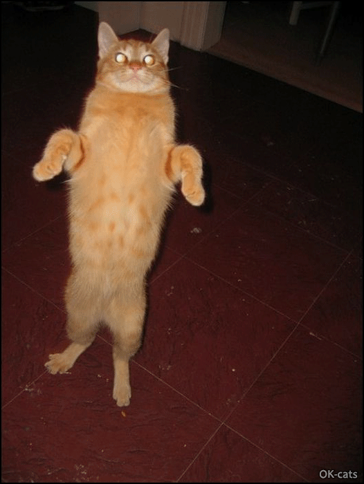 Art Cat GIF • Zombie Cat is back in your kitchen and wants to eat your brain Art Cat GIF • Zombie Cat is back in your kitchen and wants to eat your brain