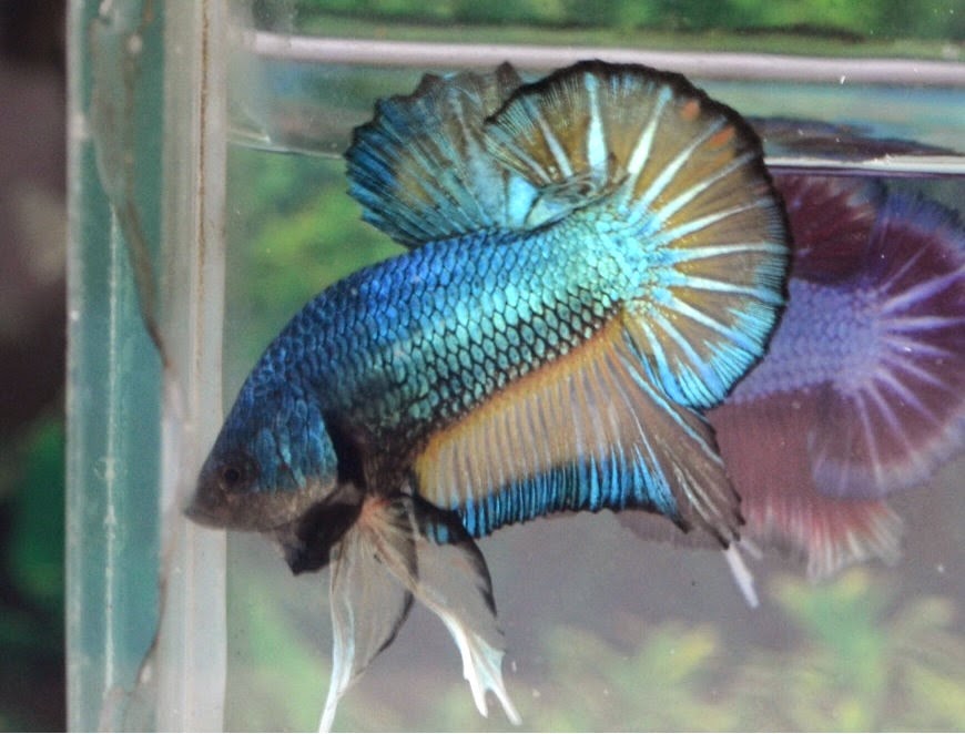 HMPK376 Mustard Gas Dragon Plakat ! Betta 138