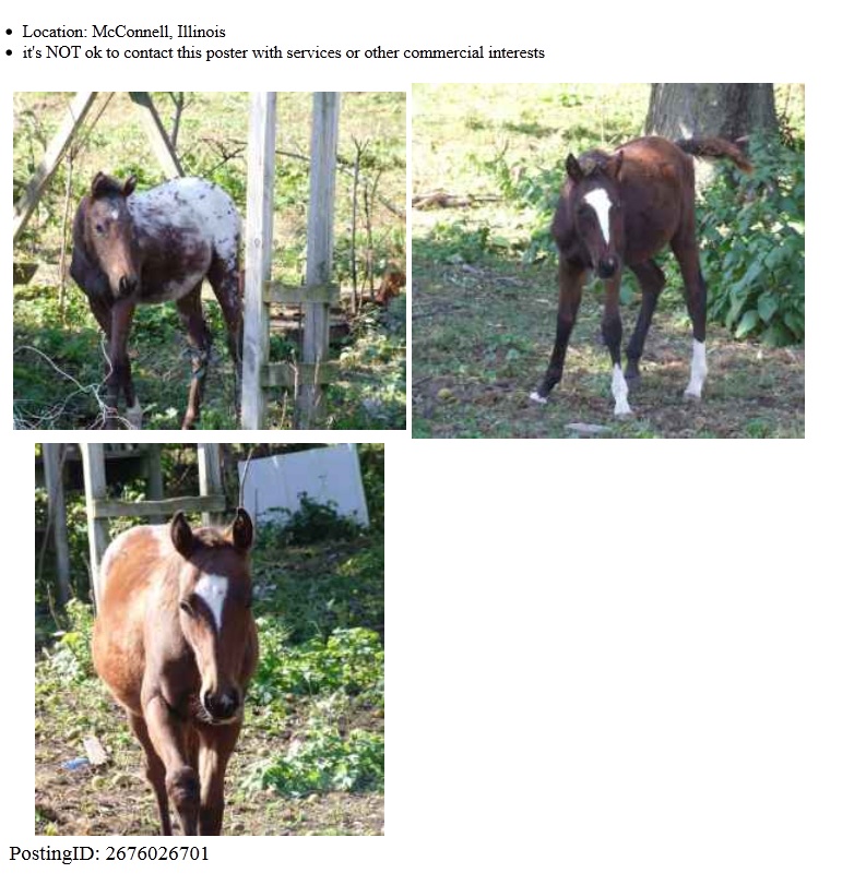 North Horse Backyard Horse Breeders A Craigslist Example