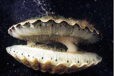 Gema Wirausaha Pelecypoda Mollusca Kerang  Penghasil Mutiara