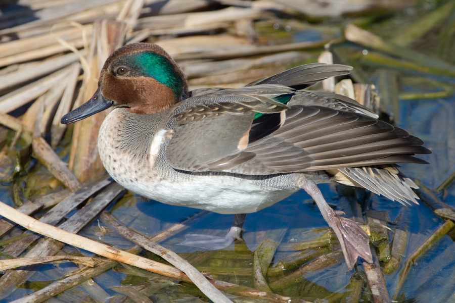 Marie Winn's Central Park Nature News Greenwinged Teal and others TODAY
