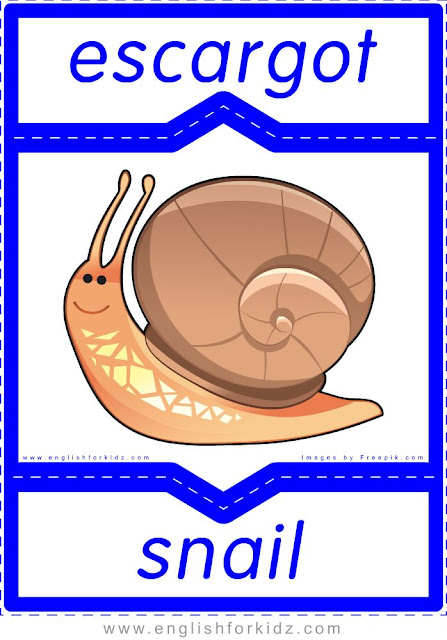 Snail in French, escargot en anglais, English-French animal flashcards