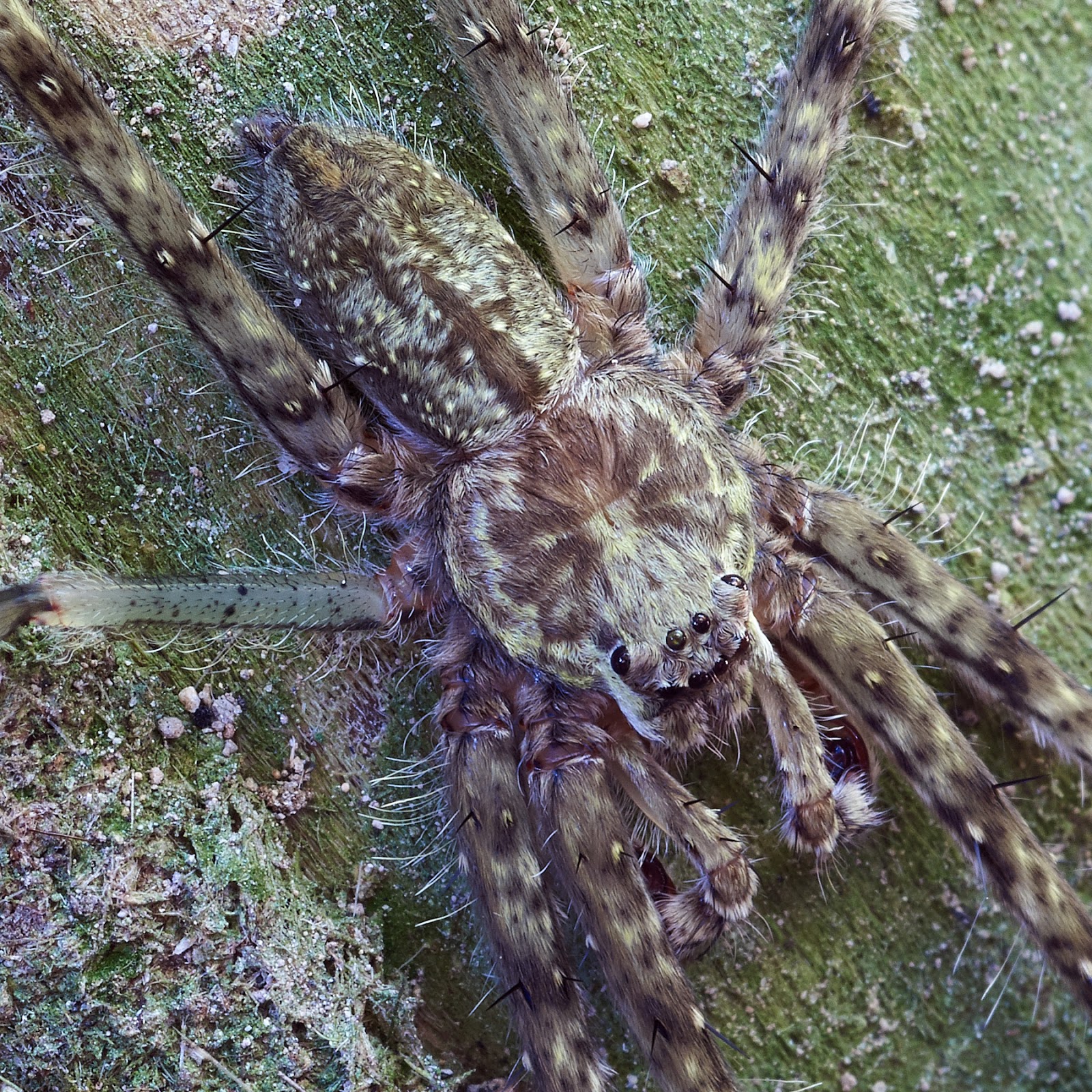 Видеть большого паука. Гигантский паук. Самые большие пауки. Крымские пауки большие. Огромный паук в Крыму.