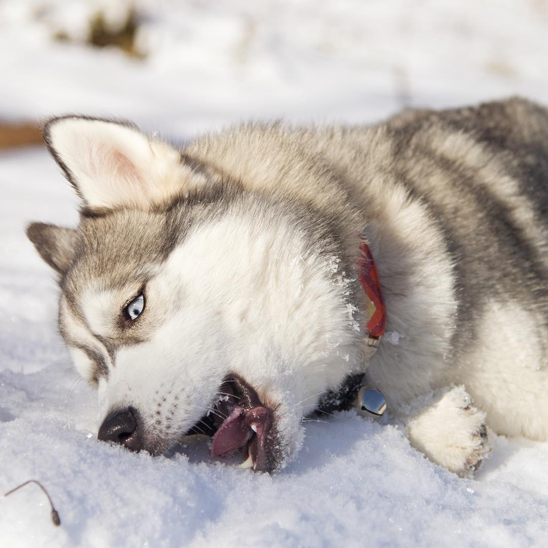 Siberian husky Ripley with color Wolf Grey My Interests