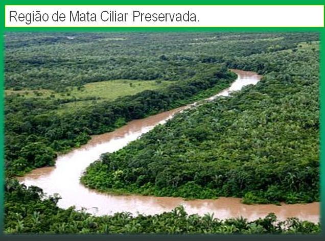 O que são Matas Ciliares? E por que preservá-las? ~ ISSOÉ CURIOSO