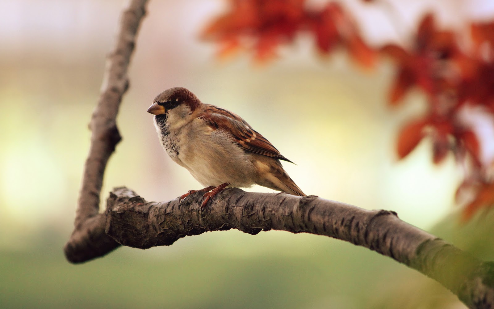 Animal HD Wallpaper | Hd Desktop Wallpaper