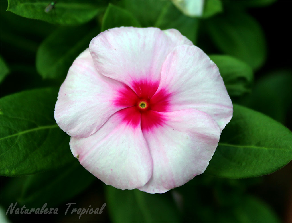 Naturaleza Tropical: 5 razones para cultivar Vicarias, Vinca rosea o