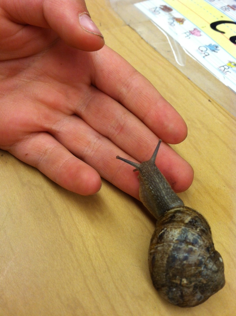 Kindergarten Kids Snails in Kindergarten