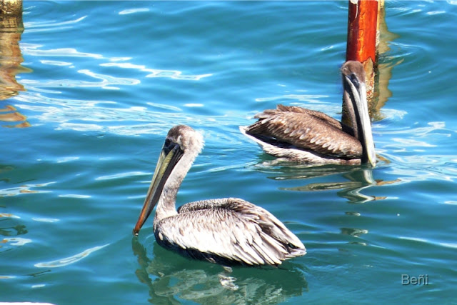 pelicanos en el golfo de cariaco en venezuela
