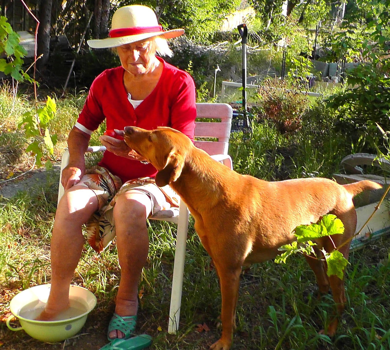 Das Unerklärliche paranormale Phänomene Tiere sind die besseren