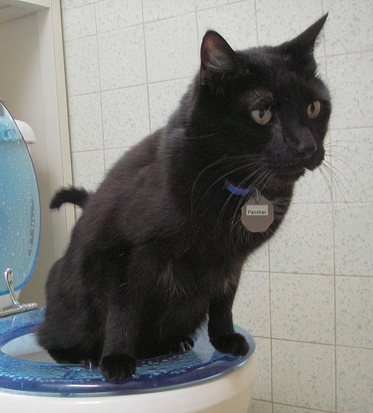 black cat squatting over toilet