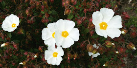 valkoinen kukka