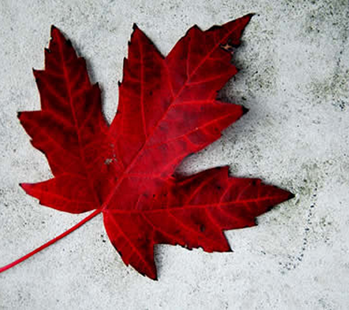 Wallpapers for Samsung Galaxy S3: Samsung Galaxy S3-Canada Day (Scroll ...