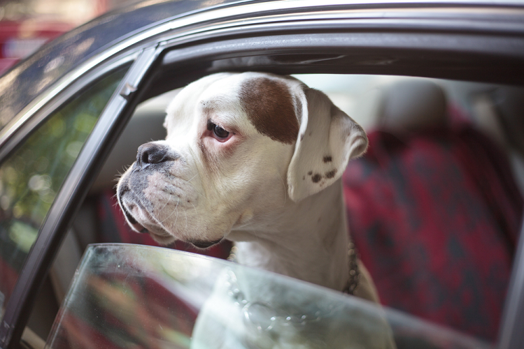 Sad-looking Boxer dog in the car with a window halfway down
