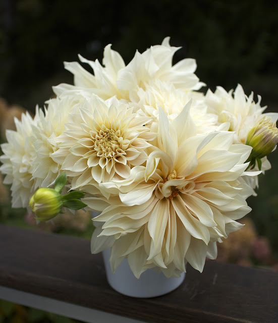 HOW TO POT UP DAHLIAS FOR A JUMP ON SUMMER