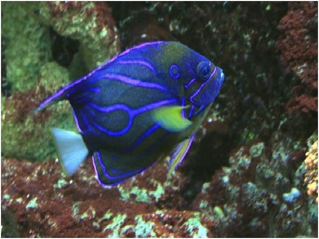 200 Nama Ikan Hias Air Laut Dan Gambarnya Yang Cantik Untuk