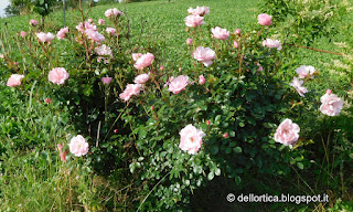rosa bonica 82 nel giardino della fattoria didattica a Savigno Valsamoggia Bologna in Appennino vicino Zocca