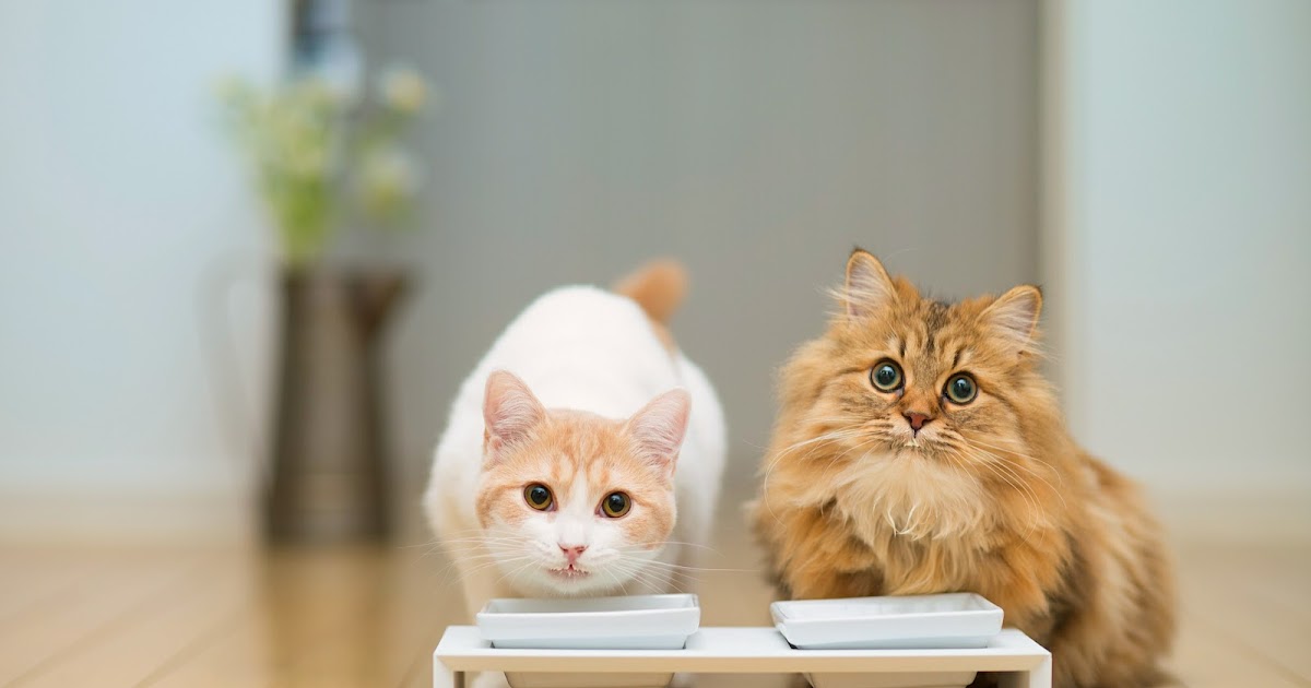 Kumpulan Gambar Kucing Lucu Imut - Aadhar In