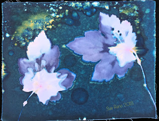 Wet Cyanotype_Sue Reno_Image 320
