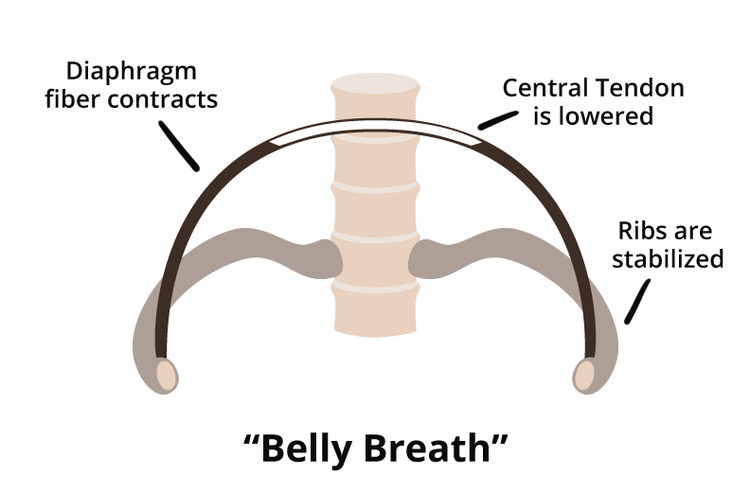 Perbedaan Mekanisme Pernapasan Dada Dan Pernapasan Perut Myrightspot Com
