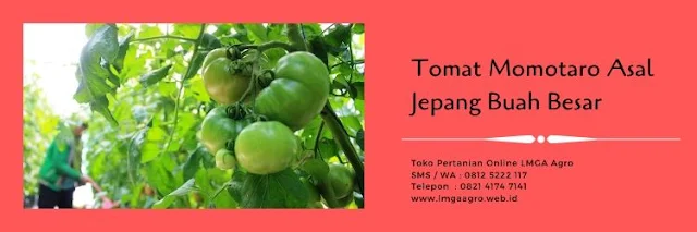 tomat momotaro,budidaya tomat,tanaman tomat,buah tomat