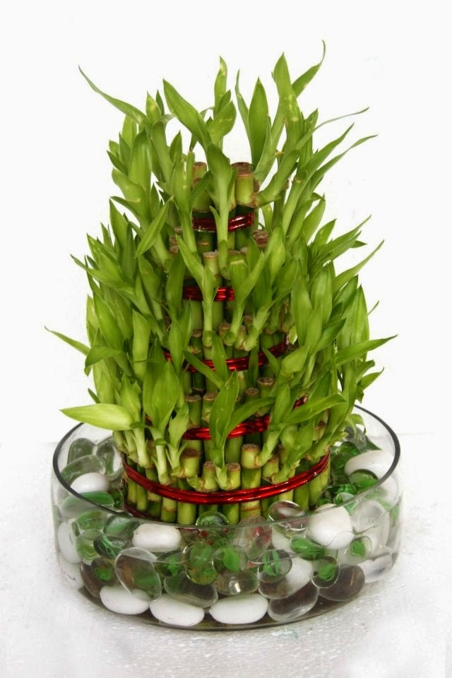 Lucky Bamboo Care Learn More About This Lucky Charm ! Houzz Home