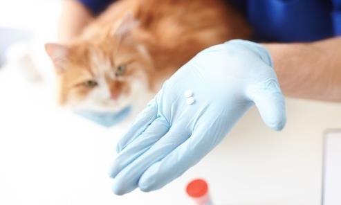 Cacing Gelang Pada Kucing Gejala Penyebab Dan Cara Mengobati Kupersia