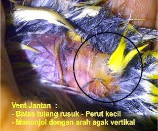 Pen Pleci Jantan Pen Pleci Jantan menonjol keluar berdiri tegak