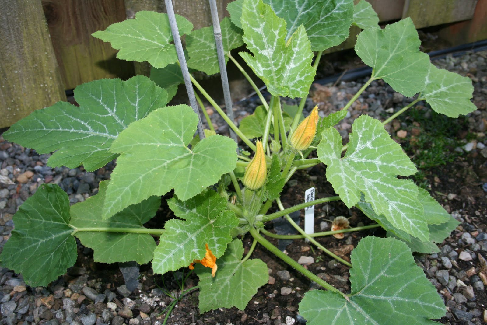 Tasty Travels&hellip; food talks, I listen MidJuly Squash Tour