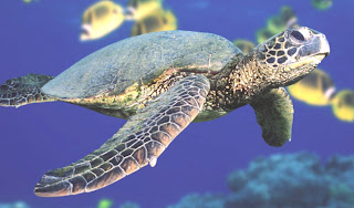 green sea turtle pictures