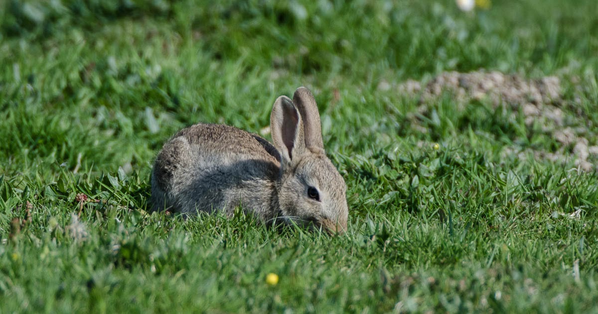 Paying Ready Attention Photo Gallery Rabbit!