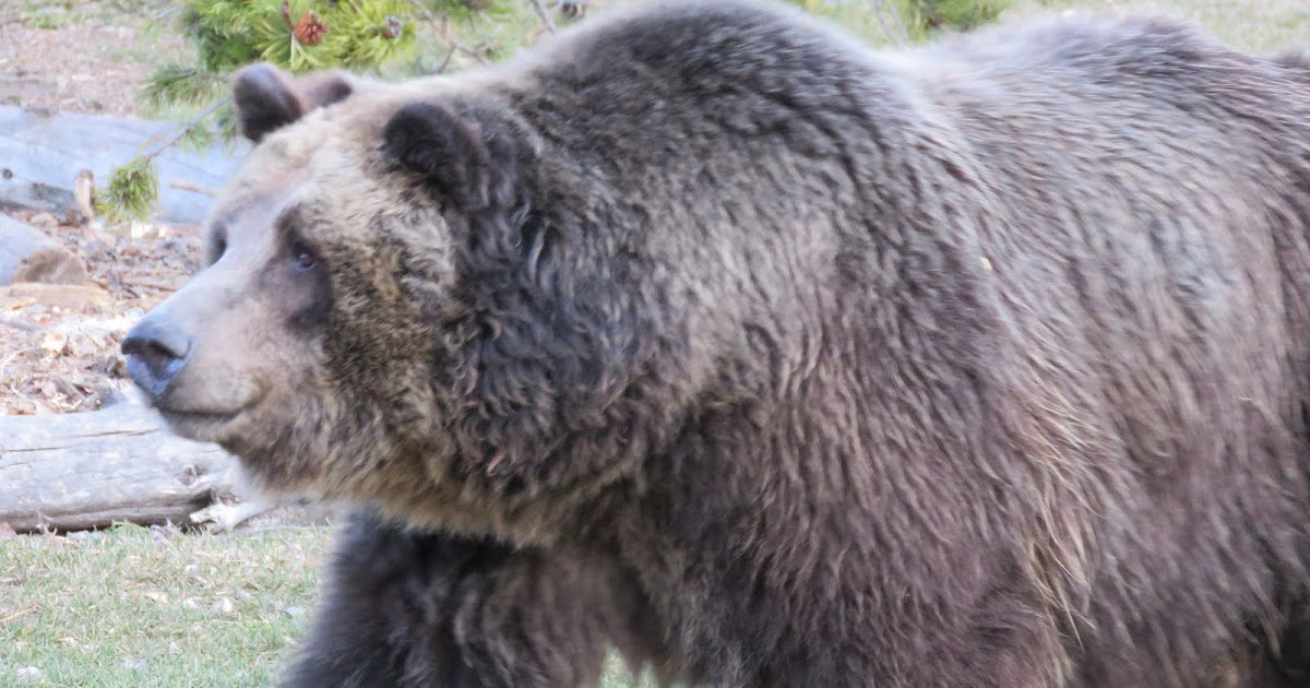 RMSO Bigfoot: 1100 Pound Monstrous Grizzly Killed in Utah 9 FT 11 IN Tall