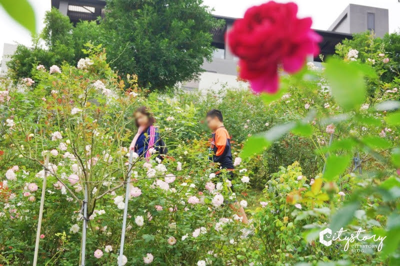【苗栗旅遊景點】雅聞七里香玫瑰森林-玫瑰花園玻璃屋享受大自然