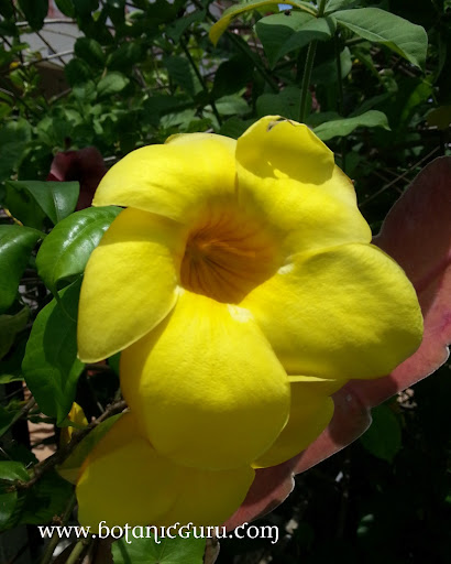 Allamanda cathartica, Golden Trumpet flower