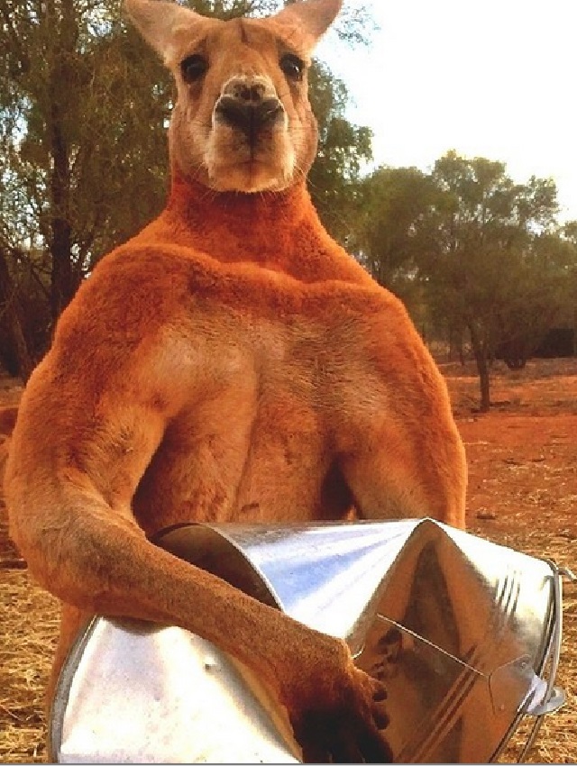 Say Hello to Roger the 11 year old, Kickboxing Metal Crushing 6'6" 200 lbs Kangaroo. #animals #australia #kangaroo