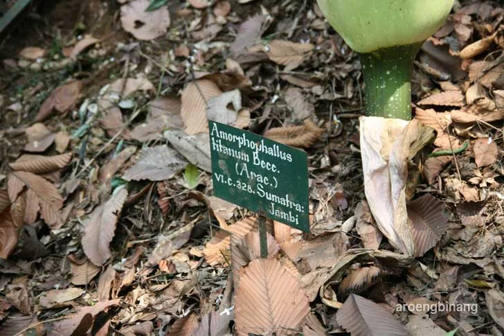 bunga bangkai kebun raya bogor