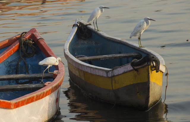egrets, boats, arabian sea, worli, mumbai, india, birds